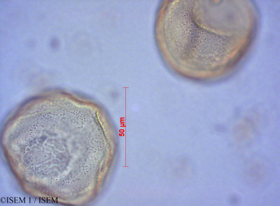 Araucaria columnaris - lame n° 28127